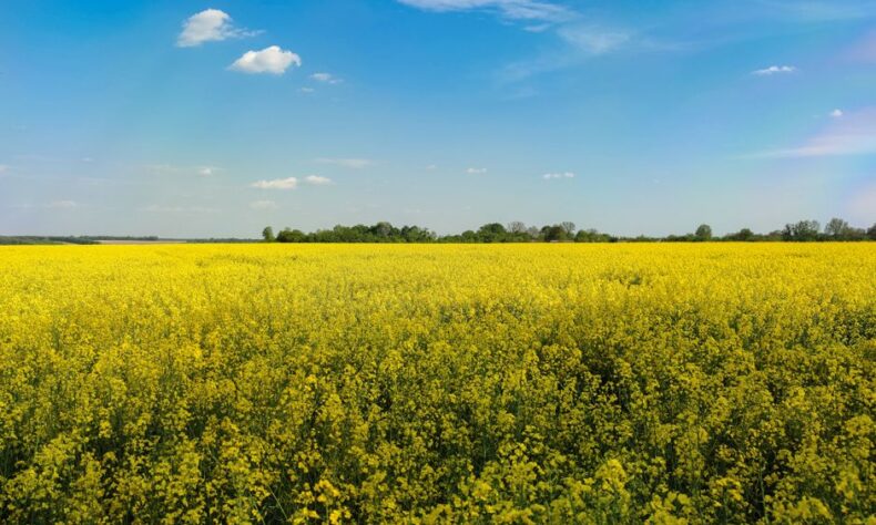 A stunning landscape of a blooming rapeseed field under a vibrant blue sky, perfect for rural themes. - Photo by Irina Iriser on Pexels
