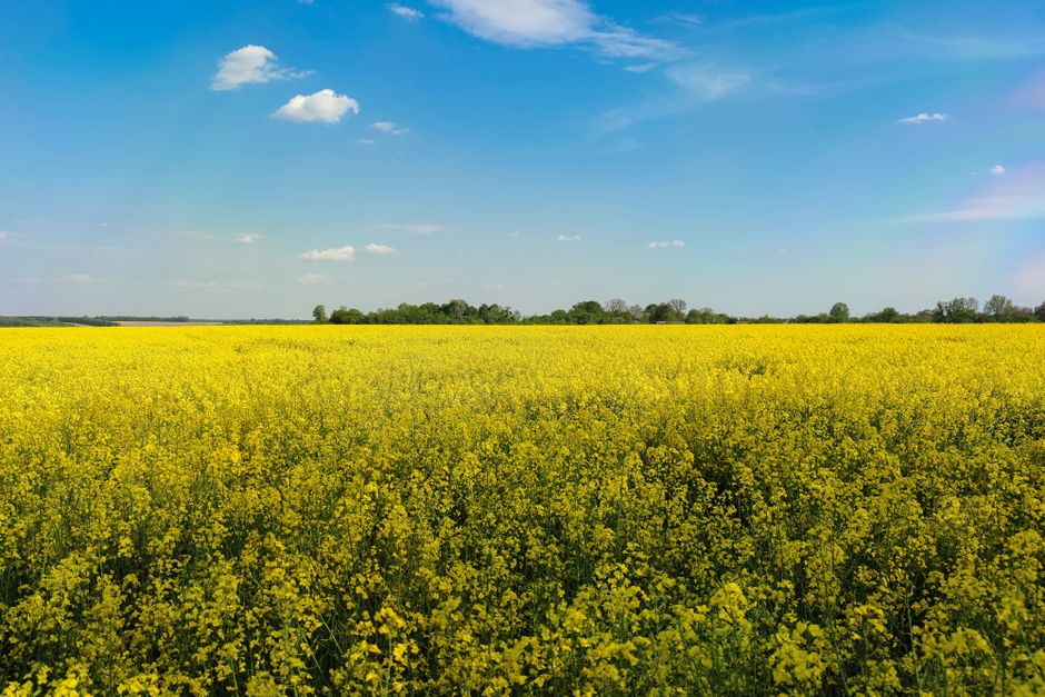A stunning landscape of a blooming rapeseed field under a vibrant blue sky, perfect for rural themes. - Photo by Irina Iriser on Pexels